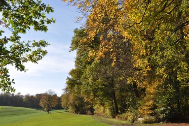 EichenbergUR (3).JPG Waldweg im Herbst mit buntem Laub, der entlang einer grünen Wiese von Bäumen gesäumt ist.