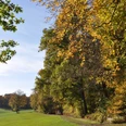 EichenbergUR (3).JPG Waldweg im Herbst mit buntem Laub, der entlang einer grünen Wiese von Bäumen gesäumt ist.