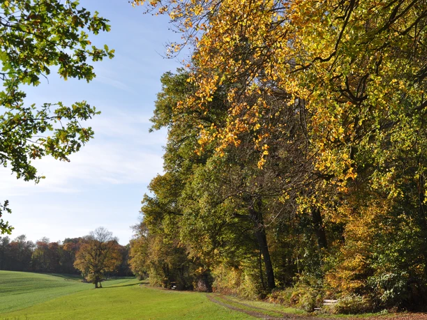 EichenbergUR (3).JPG Waldweg im Herbst mit buntem Laub, der entlang einer grünen Wiese von Bäumen gesäumt ist.