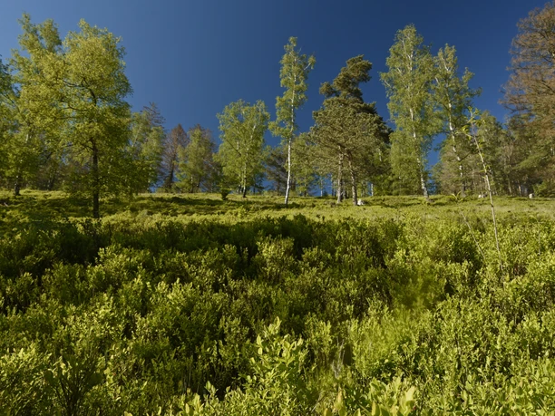 Wald © LTM GmbH, Frank Grawe.JPG Dichter grüner Wald unter blauem Himmel, ruhige Atmosphäre mit Nadelbäumen und Sträuchern im Vordergrund.