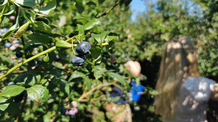 Blaubeere, Heidehof Wittenmoor