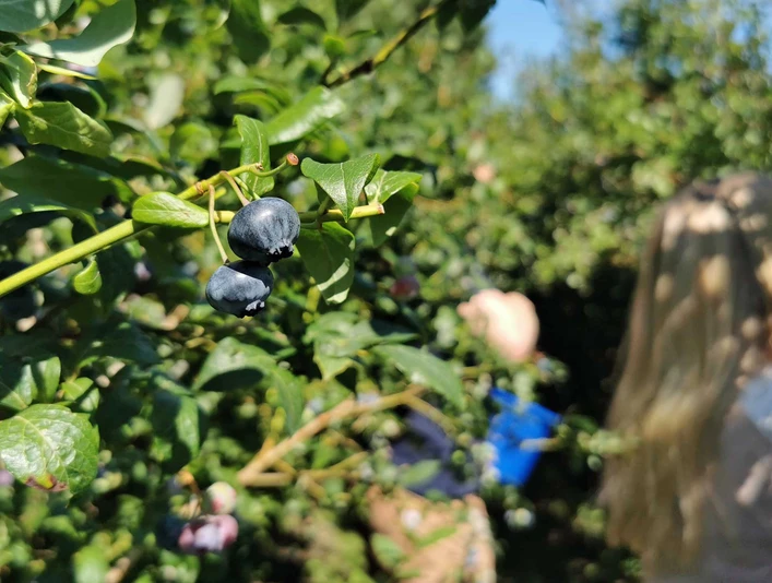 Blaubeere, Heidehof Wittenmoor