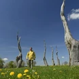 Försterteiche Staffpark Andrack_1©LTM GmbH, F. Grawe.jpg Ein Mann spaziert zwischen kunstvoll verdrehten Baumstämmen auf einer grünen Wiese mit Löwenzahn.
