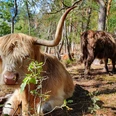 Zwei zottelige Hochlandrinder mit majestätischen Hörnern grasen entspannt in einem lichten Waldstück.