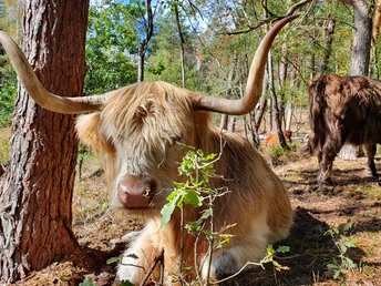 Zwei zottelige Hochlandrinder mit majestätischen Hörnern grasen entspannt in einem lichten Waldstück.