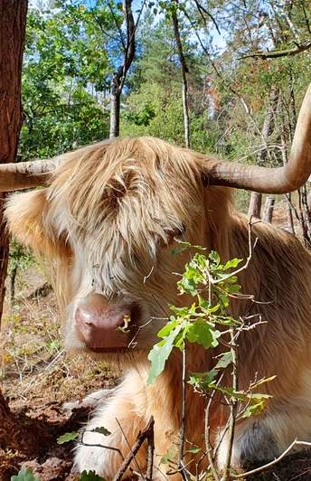 Oerlinghausen/NSGP Senne.jpg Zwei zottelige Hochlandrinder mit majestätischen Hörnern grasen entspannt in einem lichten Waldstück.