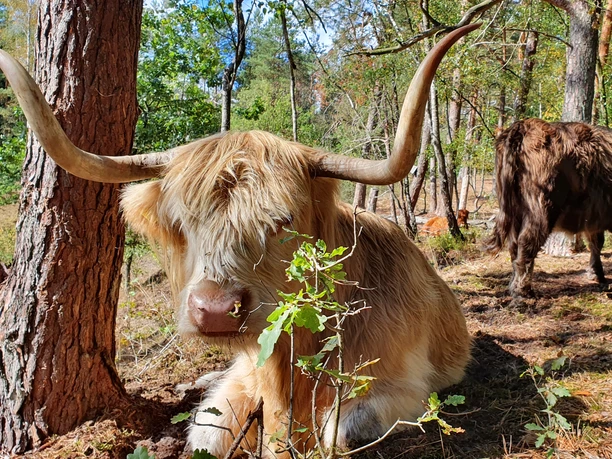 Oerlinghausen/NSGP Senne.jpg Zwei zottelige Hochlandrinder mit majestätischen Hörnern grasen entspannt in einem lichten Waldstück.