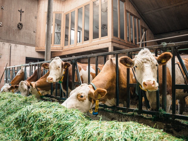 Kühe Eiblhof @Tourist Information.jpg