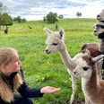 Gruppe Alpaka füttern@Sandra Bangerter.jpg