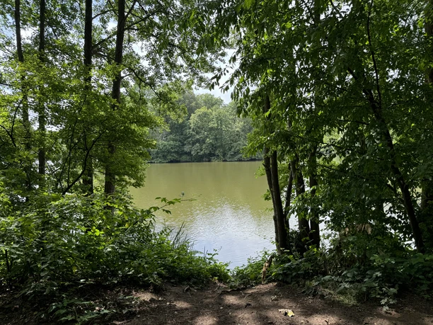 Saaler Mühle Blick durch grün belaubte Bäume auf einen ruhigen, von Wald umgebenen See an einem sonnigen Tag.