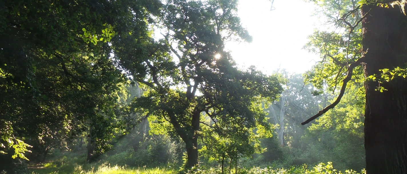 Hero Sauerland-Waldroute