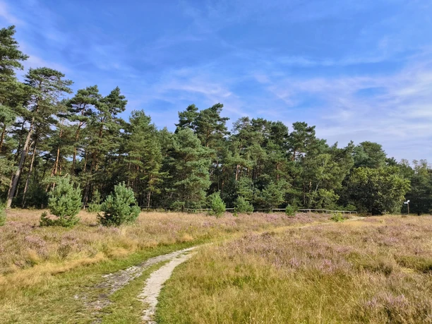 Naturschutzgebiet Moosheide Hövelhof Gräser und blühende Heide erstrecken sich vor einem dichten Kiefernwald unter blauem Himmel.