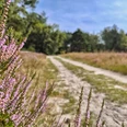 Naturschutzgebiet Moosheide Hövelhof Pfad durch blühende Heide im Naturschutzgebiet Moosheide Hövelhof, umgeben von Bäumen.