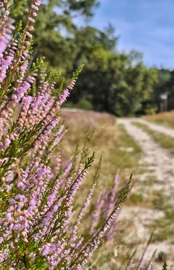 Naturschutzgebiet Moosheide Hövelhof Pfad durch blühende Heide im Naturschutzgebiet Moosheide Hövelhof, umgeben von Bäumen.
