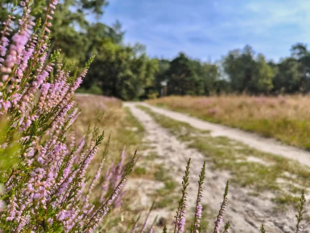 Naturschutzgebiet Moosheide Hövelhof Pfad durch blühende Heide im Naturschutzgebiet Moosheide Hövelhof, umgeben von Bäumen.