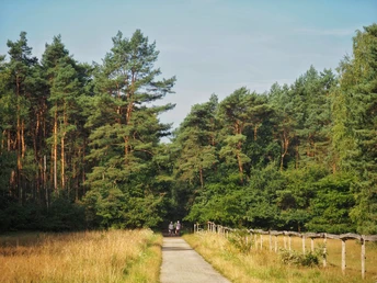 Ein breiter Waldweg führt durch das Naturschutzgebiet Moosheide, begleitet von hohen Kiefern.