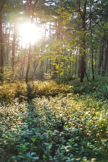 Sonnenstrahlen durchdringen lichten Wald, hervorhebend die üppige Vegetation des Moosheide-Gebiets.