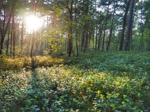 Naturschutzgebiet Moosheide Sonnenstrahlen durchdringen lichten Wald, hervorhebend die üppige Vegetation des Moosheide-Gebiets.