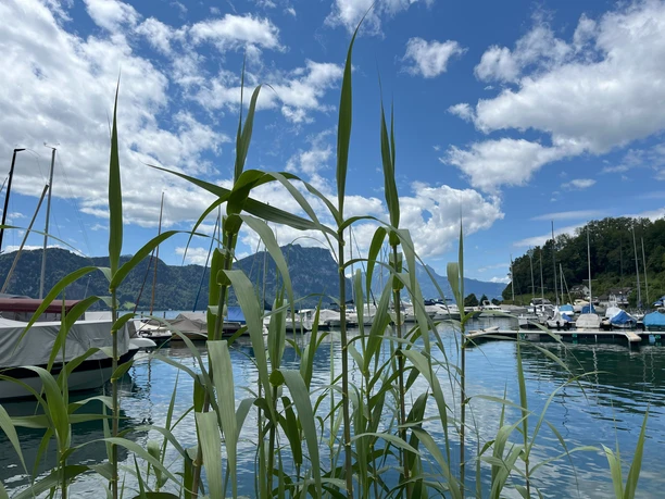 Grillstelle Lützelau Aussicht.jpg