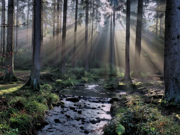 Horn-Silberbachtal-Teutoburger Wald-LTM GmbH-Falko Sieker.jpg Sonnenstrahlen durchdringen einen dichten Wald und beleuchten einen sanft fließenden Bach im Vordergrund.