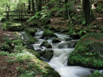 Ein klarer Bach schlängelt sich durch moosbedeckte Felsen im schattigen Wald. Eine Brücke im Hintergrund.