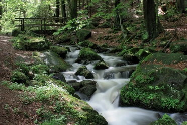 Silberbachtal-Bachlauf-Teutoburger Wald-LTM GmbH-Falko Sieker.jpg Ein klarer Bach schlängelt sich durch moosbedeckte Felsen im schattigen Wald. Eine Brücke im Hintergrund.