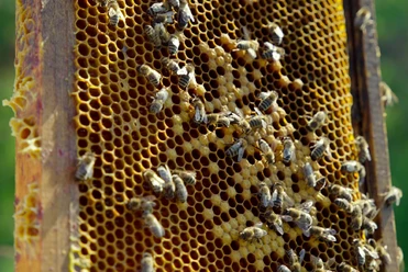 Bienen vor Bienenwabe.jpg