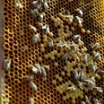 Bienen vor Bienenwabe.jpg