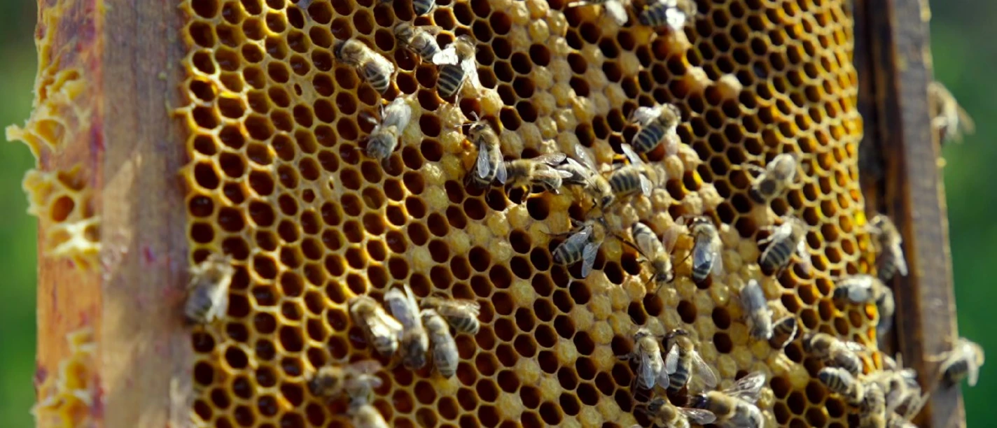 Bienen vor Bienenwabe.jpg