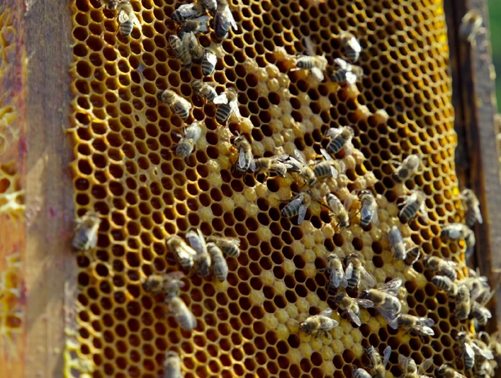 Bienen vor Bienenwabe.jpg