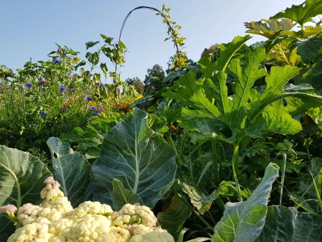 Gartenausblick @Leni Kühn.jpg