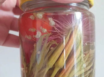 Wildkräuter im Glas in der Wilden Werkstatt mit Sandra Hoitz Ein Glas mit eingelegten Wildkräutern, darunter bunte Blüten und grüne Pflanzenteile.