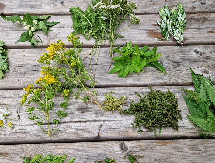 Wildkräuter im Überblick, Wilde Werkstatt mit Sandra Hoitz Auf einem Holztisch liegt eine Auswahl an frischen Wildkräutern, darunter Brennnesseln, Johanniskraut und Schafgarbe.