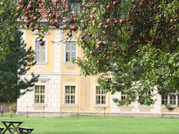 Zdjęcie przedstawia jabłoń przed żółtą fasadą barokowego domku myśliwskiego.