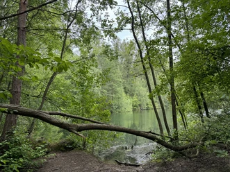Grube Cox Ein idyllisches Waldstück mit dichtem Grün umgibt einen ruhigen See unter einem bewölkten Himmel.