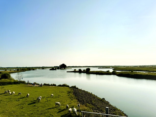 Angeln_in_der_Gemeinde_Rhauderfehn_Angelstelle_am_Polder_Holter_Hammrich_IMG_E1744.JPG Flusslandschaft Polder Holter Hammrich mit grünem Ufer, Schafen auf der Wiese und klarem Himmel
