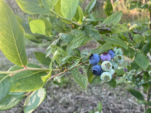 Heidelbeerhof Lutter - Ahlen-Falkenberg, Heidelbeerbusch