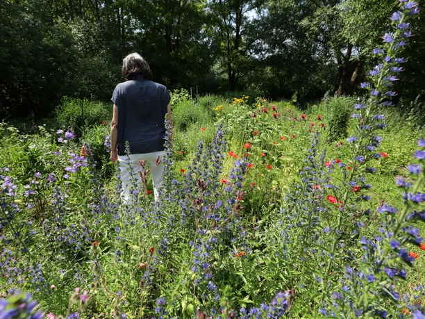 Naumburg - Hummelwerkstatt Naumburg - Hummelwerkstatt