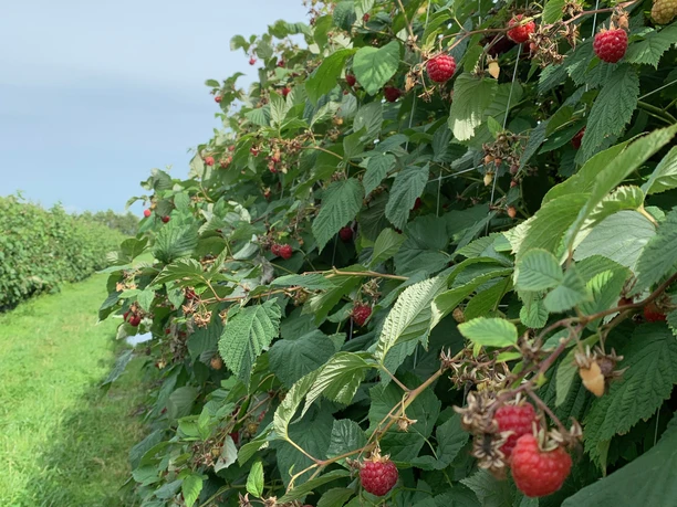 Himbeerhof Jürgens-3