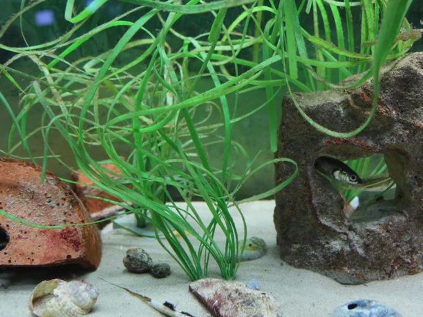 Nationalpark-Haus SPO_Aquarium_©TZ SPO