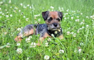 Borderterrier