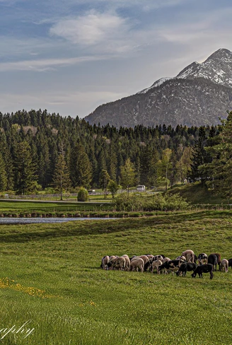 SchmalenseeSchafemitSonnenstern1