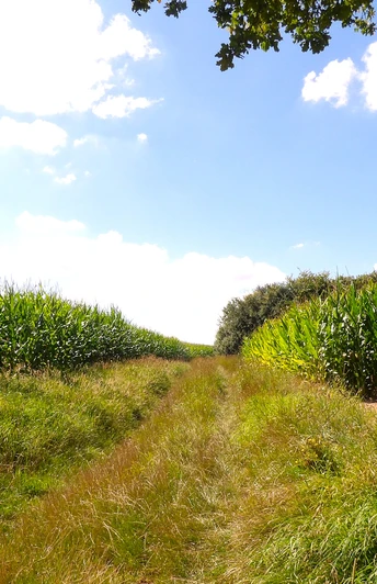 Ein ruhiger Pfad führt zwischen hohen Maisfeldern hindurch, umgeben von blühender Natur.