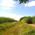 Detmold-Residenzweg_Teutoburger Wald-LTM GmbH-Guido Röcken.JPG Ein ruhiger Pfad führt zwischen hohen Maisfeldern hindurch, umgeben von blühender Natur.