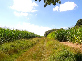 Detmold-Residenzweg_Teutoburger Wald-LTM GmbH-Guido Röcken.JPG Ein ruhiger Pfad führt zwischen hohen Maisfeldern hindurch, umgeben von blühender Natur.