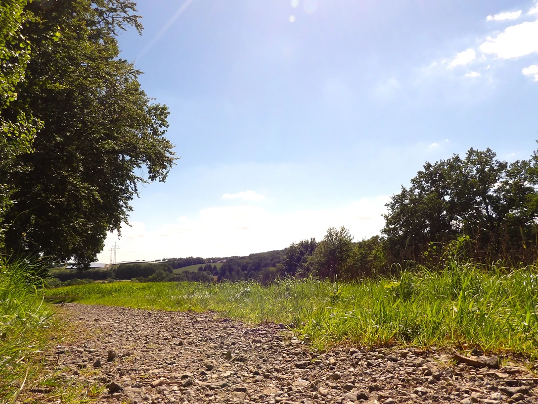 Detmold-Residenzweg3-Teutoburger Wald-LTM GmbH-Guido Röcken.JPG Ein Wanderweg mit Kieselsteinen, gesäumt von Bäumen, führt durch eine grüne, sonnige Landschaft.