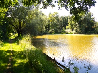 Detmold-Residenzweg5-Teutoburger Wald-LTM GmbH-Guido Röcken.JPG Ein sonniger, bewaldeter Teich im Teutoburger Wald mit grasbewachsenem Ufer und umgebenden Bäumen.