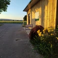 Bioland-Gärtnerei Duftgarten Blumen vor einer Holzwand, im Abendlicht. Links ein gepflasterter Weg, rechts gelbe Rosen.