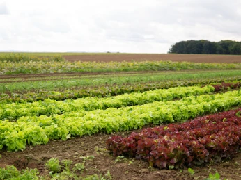 Bioland-Gärtnerei Duftgarten Acker Reihen von Salatpflanzen in verschiedenen Grüntönen auf einem weitläufigen Acker unter bewölktem Himmel.