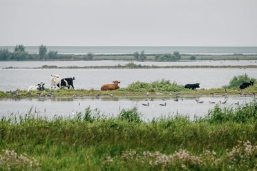 Nordfriesland_Hattstedtermarsch_MR_230812_298 Kühe